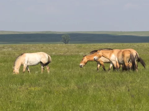 Центр реинтродукции лошади Пржевальского в Оренбургской области